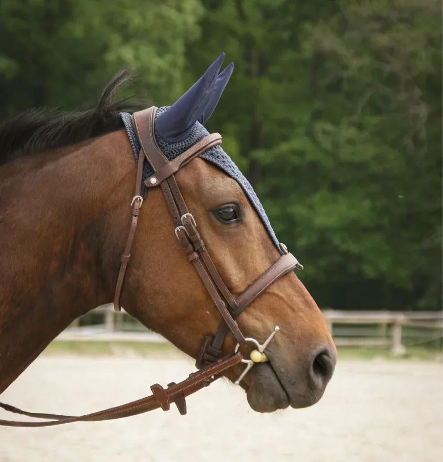 Illico poney de 7 ans en concours