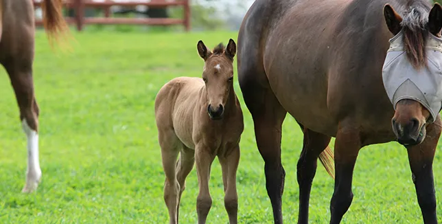 poulain avec sa mère dans un pré